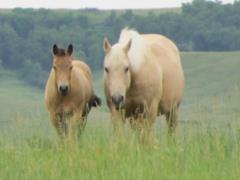 2013 Foal Paddys Gin Bueno JW